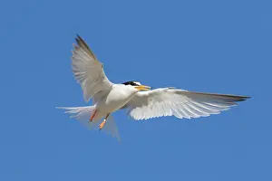 Sterna: Little Tern - adult tern in flight - Germany