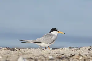 Terns: Little Tern - adult tern - Germany