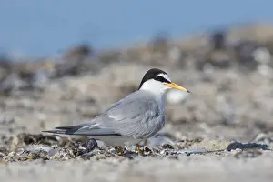 Terns: Little Tern - adult tern - Germany