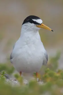 Sterna: Little Tern - adult tern - Germany