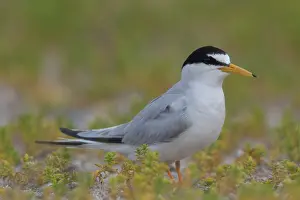 Sterna: Little Tern - adult tern - Germany