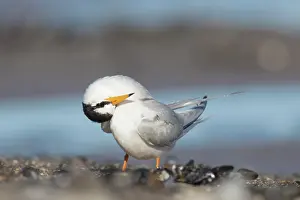 Sterna: Little Tern - adult tern preening - Germany