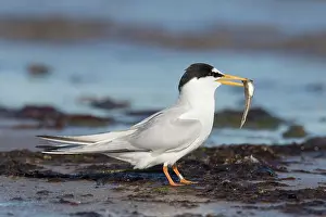 Sterna: Little Tern - adult tern stands on the beach with