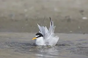 Sternula: Little Tern - bathing tern - Germany