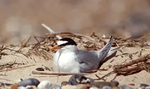 Terns: Little Tern - on beach
