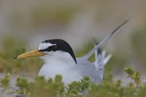 Sterna: Little Tern - breeding tern - Germany