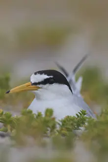 Sterna: Little Tern - breeding tern - Germany
