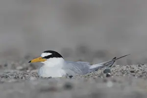 Sterna: Little Tern - breeding tern - Germany