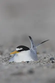 Sterna: Little Tern - breeding tern - Germany