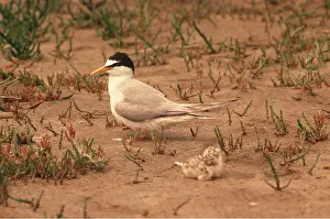 Terns: LITTLE TERN - with chick