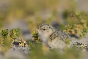 Sterna: Little Tern - chick - Germany