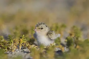 Sterna: Little Tern - chick - Germany