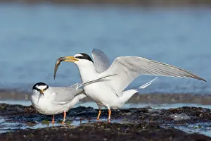 Present: Little Tern - displaying pair - Germany