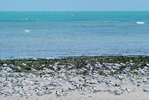 Maureen Brown: Little Tern - flock on beach