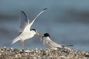 Sterna: Little Tern - male presenting a small a fish to