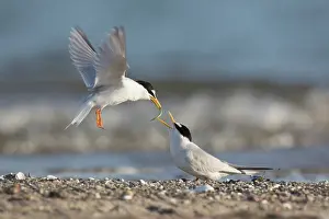 Sterna: Little Tern - male presenting a small a fish to