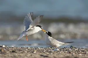 Sterna: Little Tern - male presenting a small a fish to