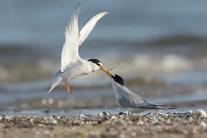 Sterna: Little Tern - male presenting a small a fish to