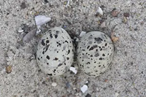 Sterna: Little Tern - nest with two eggs - Germany