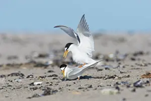 Sterna: Little Tern - pair mating - Germany