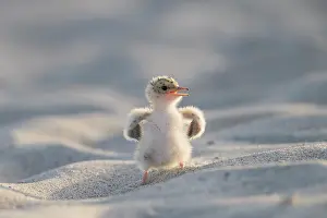 Sterna: Little Tern - single chick - Germany