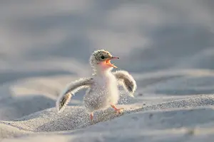 Sterna: Little Tern - single chick - Germany