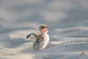 Sterna: Little Tern - single chick - Germany
