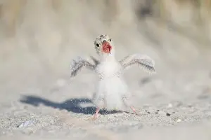Sterna: Little Tern - single chick - Germany