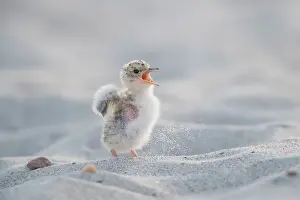 Sterna: Little Tern - single chick - Germany