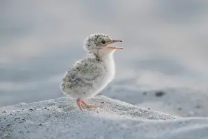 Sterna: Little Tern - single chick - Germany