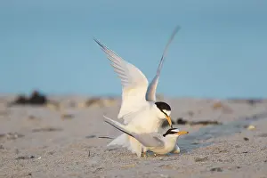 Sterna: Little Tern - terns during courtship - Germany
