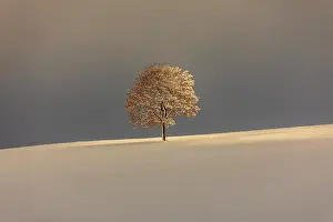 190422: little tree - little snow-covered tree on a ridge in winter