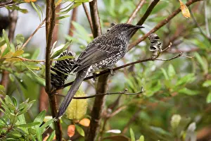 Anthochaera: Little Wattlebird