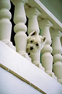 Focussed: Little white dog peering through a handrail, West