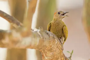 Animais: Little Woodpecker