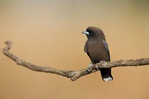 Woodswallow: Little Woodswallow