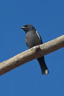Woodswallow: Little Woodswallow