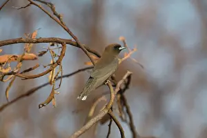 Woodswallow: Little Woodswallow