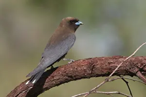 Woodswallow: Little Woodswallow