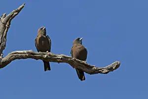 Woodswallow: Little Woodswallow