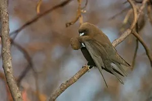 Mutual: Little Woodswallows - mutual preening