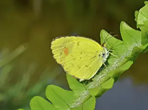 Frond: Little Yellow Butterfly