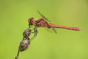 Sympetrum: Little Yellow Rattle