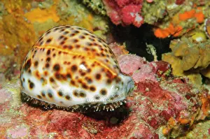 Burma: Live cowrie (Mauritia arabica), Andaman Sea, Burma