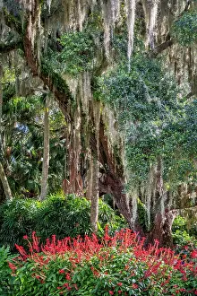 Palm: Live oak tree in Washington Oaks Gardens State Park