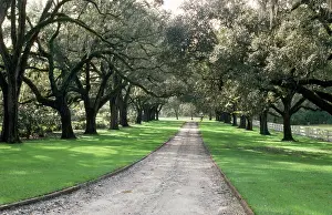 Avenues: Live Oak Trees - avenue