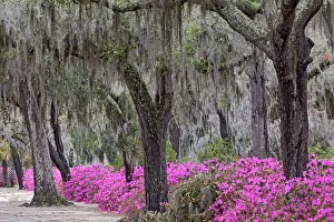 Georgia: Live oak trees draped in Spanish moss and azaleas