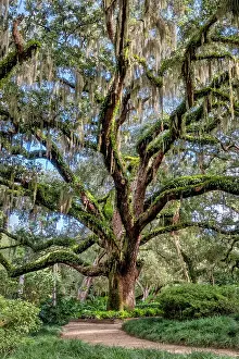 Palm: Live oak trees, Washington Oaks Gardens State Park