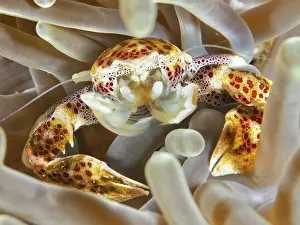 Indonesian: Lively porcelain crab, spotted porcelain crab (Neopetrolisthes maculatus)