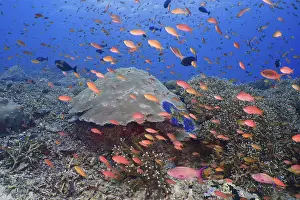 Indonesian: Lively underwater school of jewelled bannerfish (Pseudanthias squamipinnis) in front of a large coral reef in the sea